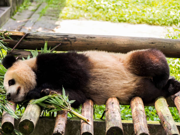 istock Giant panda bear in Chongqing zoo 1848931454