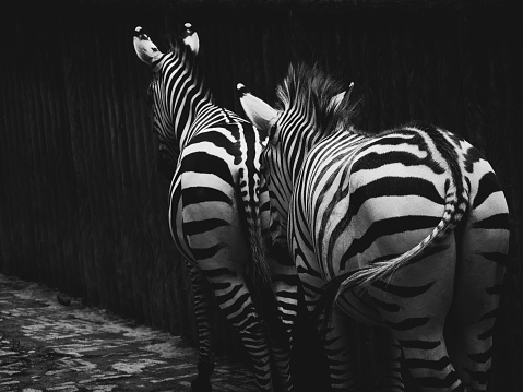 two zebras in the cage with black and white,in chongqing zoo