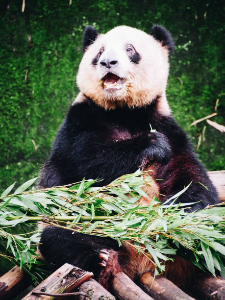 istock Giant panda bear in Chongqing zoo 1848932309