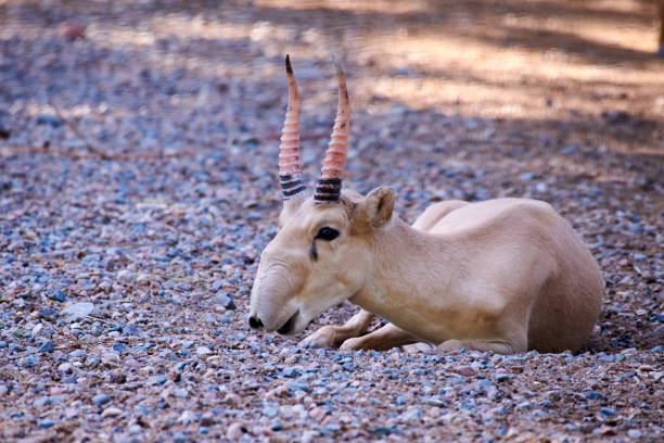 The saiga antelope. Saiga antelope in artificial habitat.The saiga antelope is a critically endangered antelope that originally inhabited a vast area of the Eurasian steppe. Today, the dominant subspecies is only found in one location in Russia and three areas in Kazakhstan.