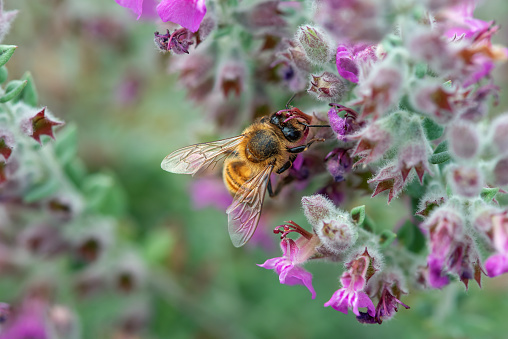 bumblebee on a flower in the garden, closeup of photo