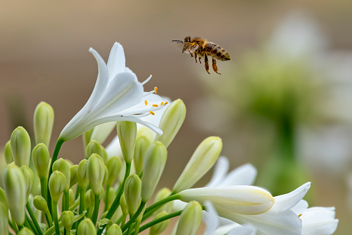 Close-up macro of a honey-bee collecting pollen from an Agapanthus flower