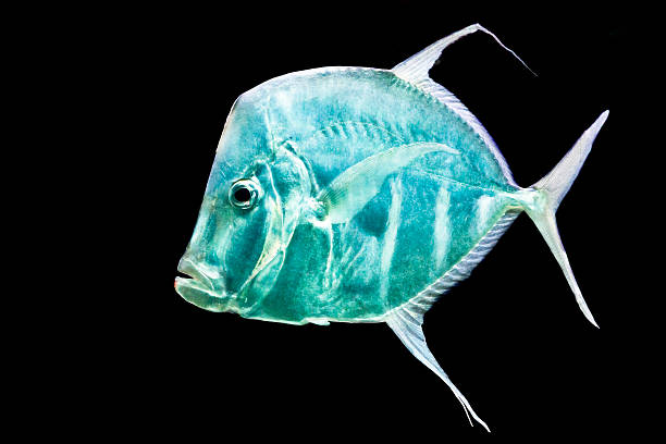 istock fish Silver Moonfish,Lookdowns-Selene vomer 184897210