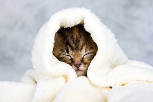 Kitten closed in towel stock photo