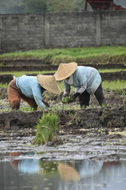 istock A woman plants rice in paddie 1848997670