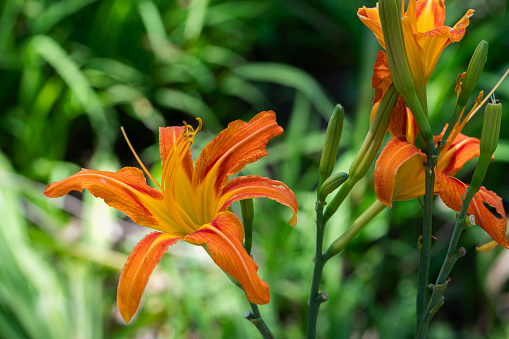 A grouping of orange Tiger lilies found in a Massachusetts garden