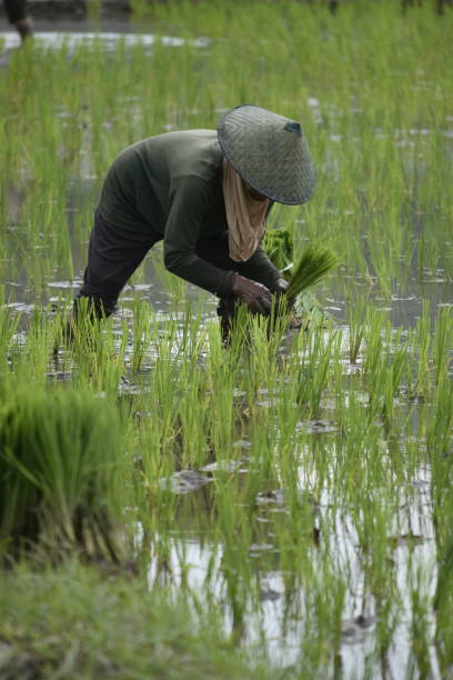 istock A woman plants rice in paddie 1849009061