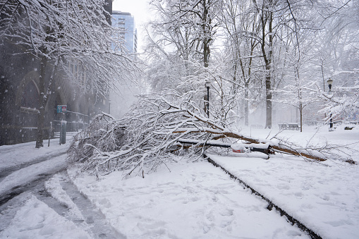 Portland, OR, USA - Feb 23, 2023: Downed tree and lamp post blocking half of the road in downtown Portland, Oregon, after heavy snowfall and strong wind in winter.