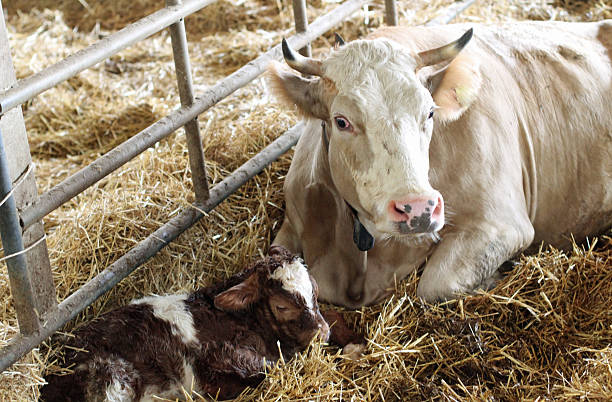 calf in the straw with her mom cow that protects