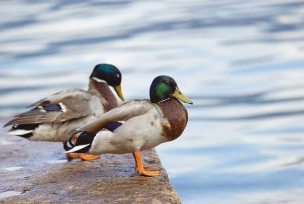 istock beautiful beautiful duck in an interesting pose against 1849011640