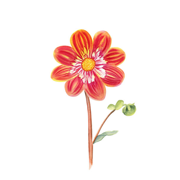 istock Dahlia flower watercolor illustration. Hand drawn realistic botanical image for postcards and invitations. 1849014274