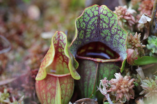 the Carniverous Pitcher Plant stock photo