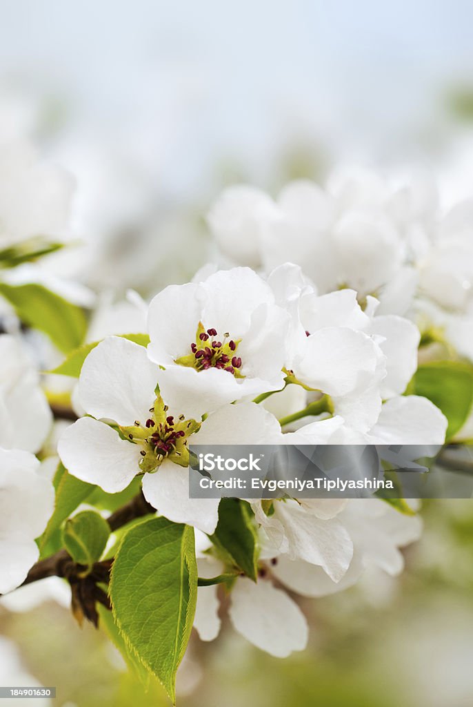 Apple-Blumen - Lizenzfrei Ast - Pflanzenbestandteil Stock-Foto