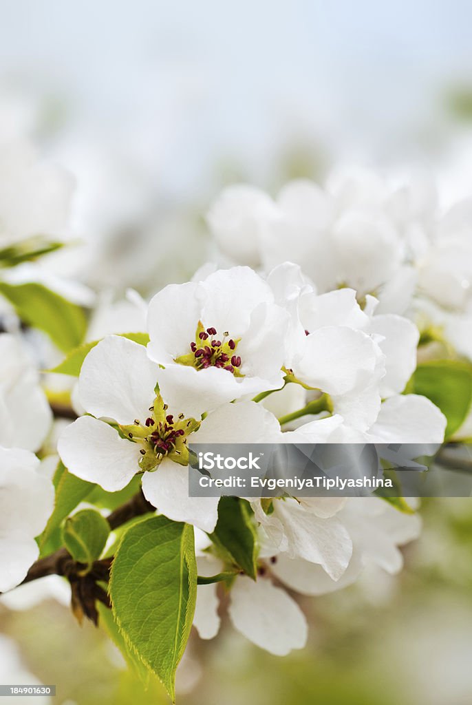 Fiori di mela - Foto stock royalty-free di Agricoltura