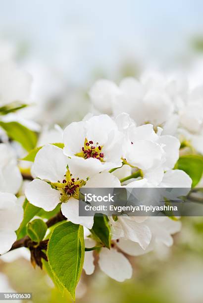 Flores De Maçã - Fotografias de stock e mais imagens de Agricultura - Agricultura, Ajardinado, Alemanha