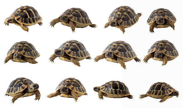 turtle close up isolated on white background