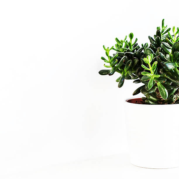 istock Houseplant Crassula or Money tree in a white pot, 184901903