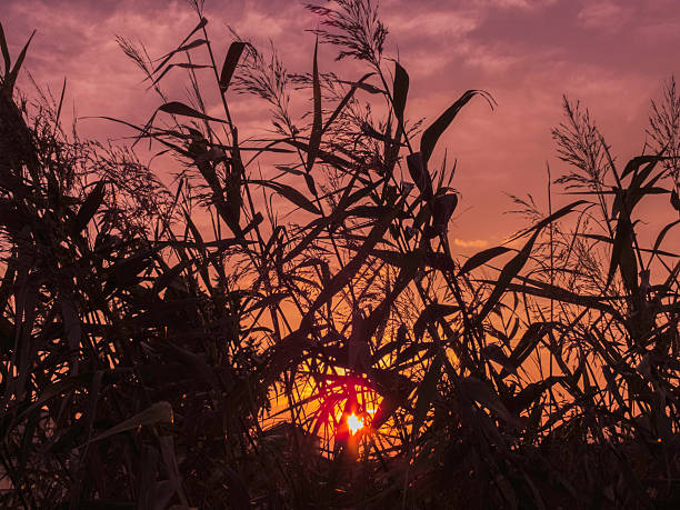 istock green grass flowers on sunset 184902388
