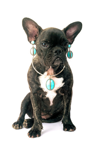 French bulldog on white background in studio