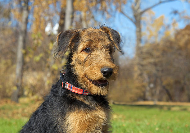 istock Airedale Close-up in the park 184902950