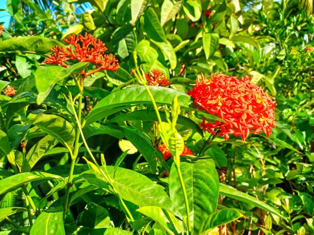 istock Beauty red flower growth with green leaf background 1849031685