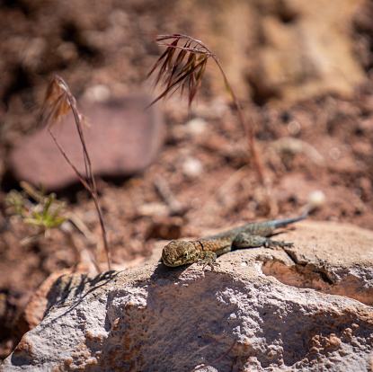A Amazon lava lizard (Tropidurus torquatus) lying atop sun-soaked rocks