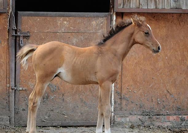 istock Adorable Baby Horse 184903935