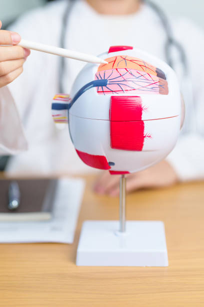 istock Doctor with human Eye anatomy model with magnifying glass. Eye disease, Refractive Errors, Age Related Macular Degeneration, Cataract, Diabetic Retinopathy, Glaucoma, Amblyopia, Strabismus and Health 1849042100