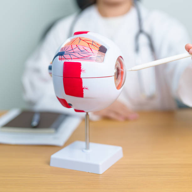 istock Doctor with human Eye anatomy model with magnifying glass. Eye disease, Refractive Errors, Age Related Macular Degeneration, Cataract, Diabetic Retinopathy, Glaucoma, Amblyopia, Strabismus and Health 1849042101