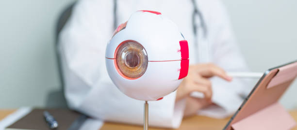 istock Doctor with human Eye anatomy model with magnifying glass. Eye disease, Refractive Errors, Age Related Macular Degeneration, Cataract, Diabetic Retinopathy, Glaucoma, Amblyopia, Strabismus and Health 1849042102