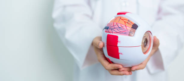 istock Doctor with human Eye anatomy model with magnifying glass. Eye disease, Refractive Errors, Age Related Macular Degeneration, Cataract, Diabetic Retinopathy, Glaucoma, Amblyopia, Strabismus and Health 1849042105