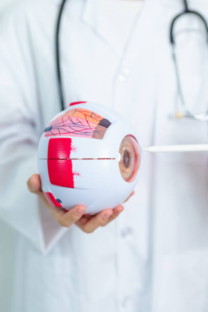 istock Doctor with human Eye anatomy model with magnifying glass. Eye disease, Refractive Errors, Age Related Macular Degeneration, Cataract, Diabetic Retinopathy, Glaucoma, Amblyopia, Strabismus and Health 1849042108