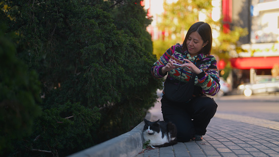 An Asian female tourist is petting and taking photos and videos of stray cats with her mobile smart phone in the street in a city.