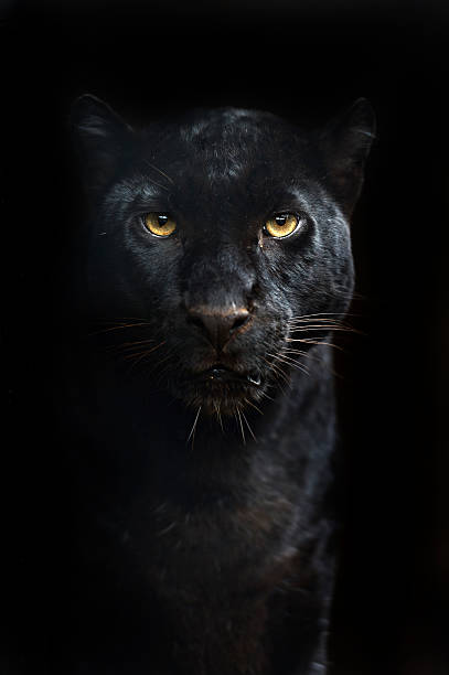320+ Pictures Of Black Panthers In The Wild Stock Photos, Pictures &  Royalty-Free Images - iStock