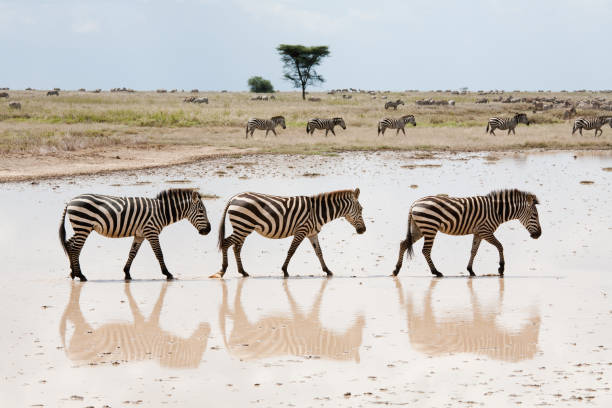 zebras - zebra walk stock-fotos und bilder