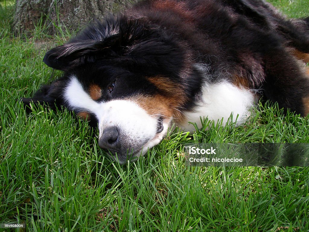 Собака Sleeping - Стоковые фото Бернский зенненхунд роялти-фри