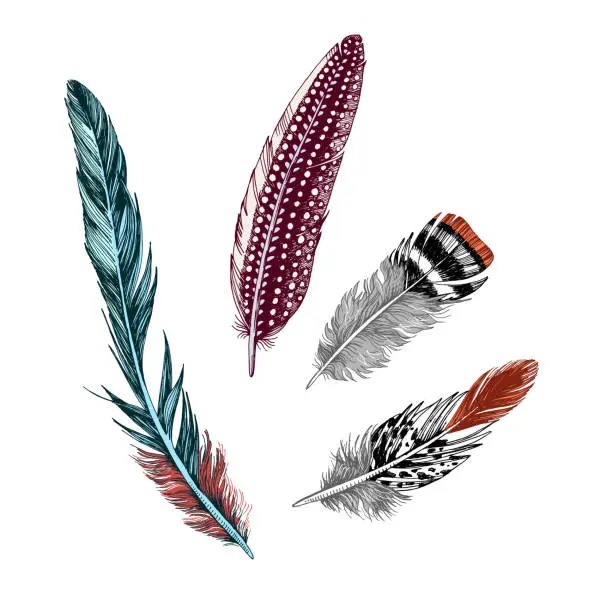 Vector illustration of Hand drawn colorful feathers on white background.