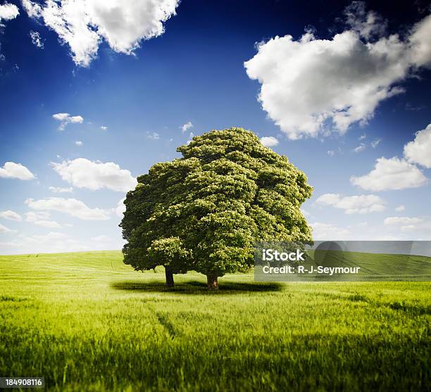 Campi Estivi - Fotografie stock e altre immagini di Quercia - Quercia, Foglia, Colore verde