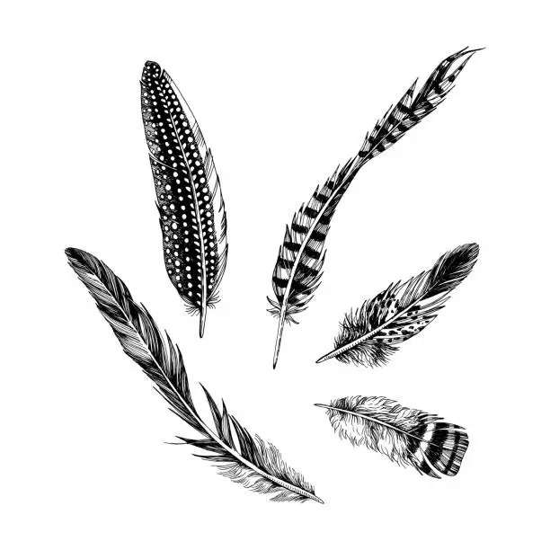 Vector illustration of Hand drawn feathers on white background.