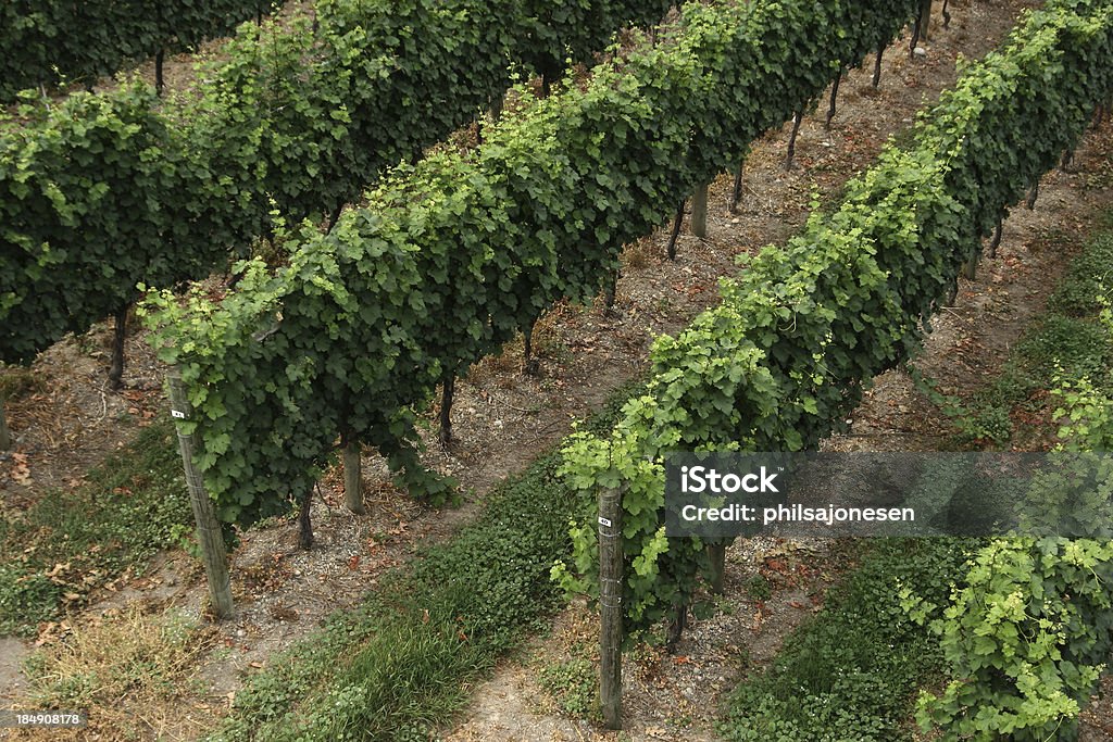 Ende Reihen von Bäumen in einem Weinberg Weintraube - Lizenzfrei Agrarbetrieb Stock-Foto