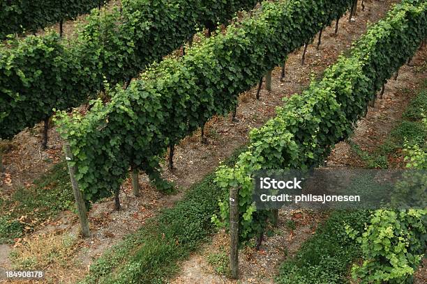 Ende Reihen Von Bäumen In Einem Weinberg Weintraube Stockfoto und mehr Bilder von Agrarbetrieb