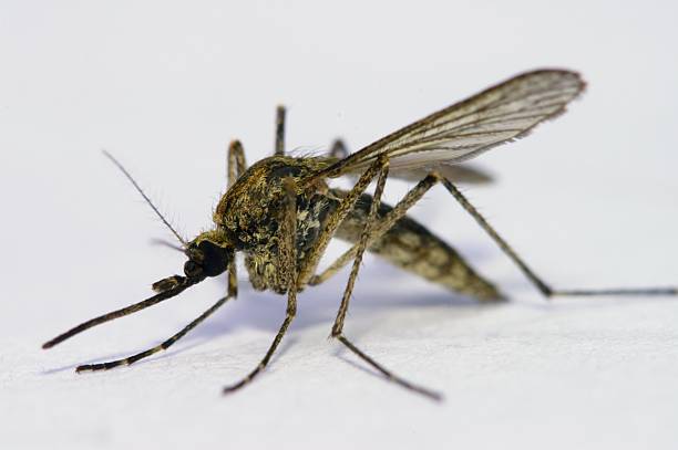 Mosquito stock photo