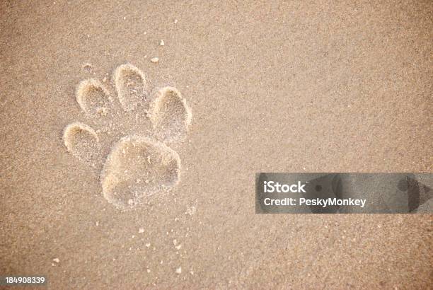 Singolo Cane Zampa Stampa In Tessuto Color Sabbia - Fotografie stock e altre immagini di Cane - Cane, Spiaggia, Orma di zampa animale