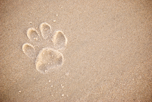 Single dog pawprint in textured brown sand