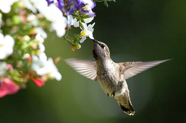 anna's hummingbird-female - bird hummingbird flying annas hummingbird stock-fotos und bilder