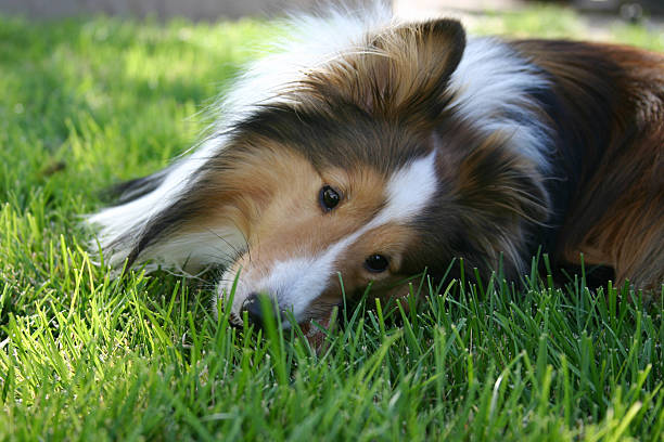 istock Dog in grass, close up. 184908535