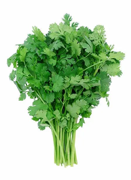 "A bunch of fresh cilantro (also called coriander), isolated on white. Focus is sharpest in the center of the bunch. The stems are  not in focus."
