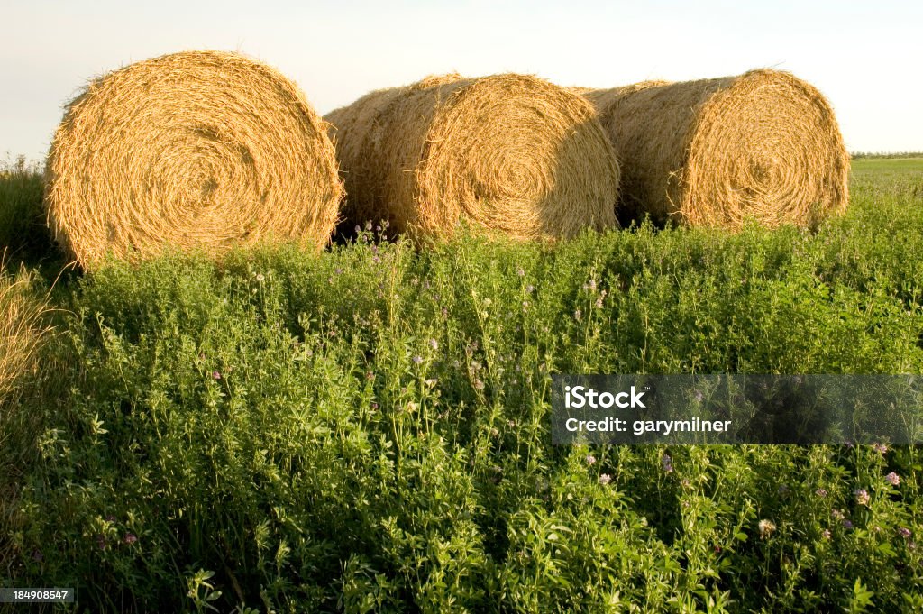 Bales - Foto stock royalty-free di Alfalfa