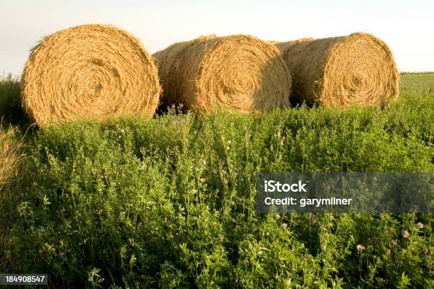 Bales - Fotografie stock e altre immagini di Alfalfa - Alfalfa, Balla di fieno, Agricoltura