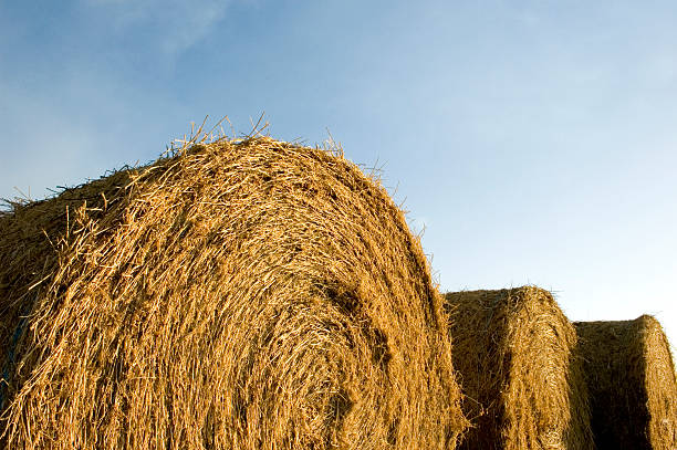 Sky and Bales stock photo